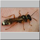 Mellinus crabroneus - Grabwespe w37 13mm - auf der Hand - OS-Wallenhorst Sandgrube.jpg